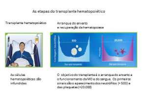 As etapas do transplante hematopoiético